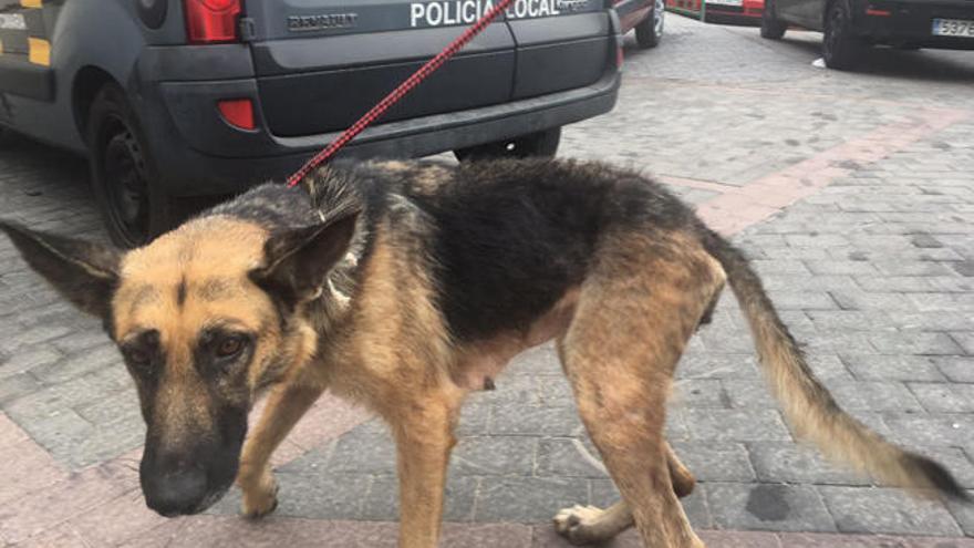 Rescatan a un perro maltratado en San José
