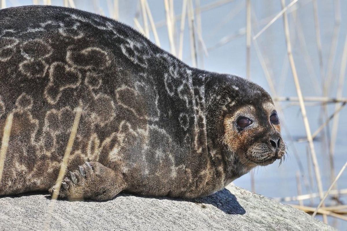 La foca más rara del mundo