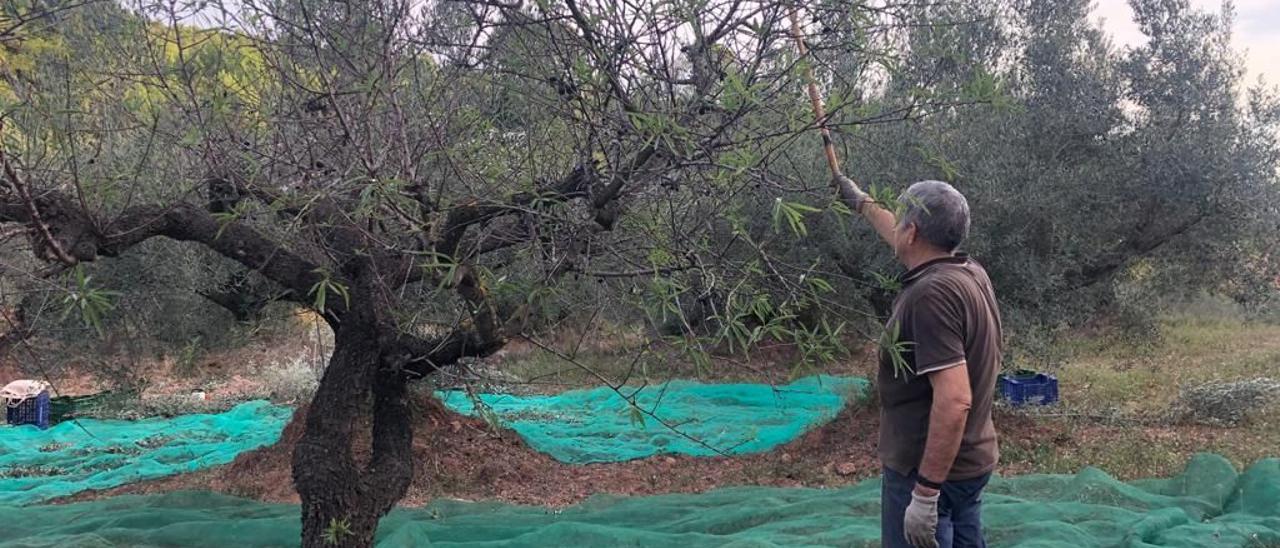 Vareo. Un agricultor agita con una vara las ramas del árbol para luego recolectar la almendra caída al suelo.