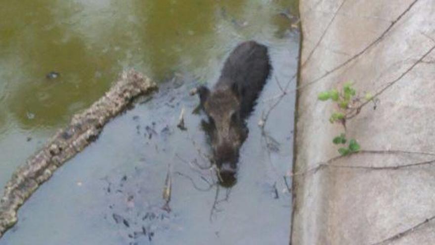 Salven un senglar atrapat en una bassa