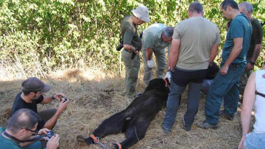 Absueltos los acusados por la muerte de un oso en Porley