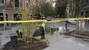 Dos jardineros acomodan un árbl en la esquina de Consell de Cent con Girona.