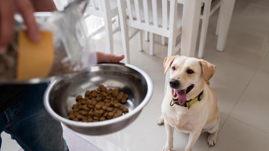 ¿Tu perro deja el pienso en el cuenco? Esto es lo que puedes hacer para que vuelva a comerlo