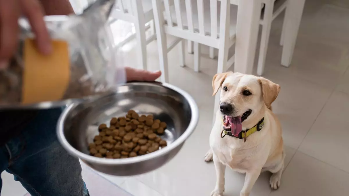 ¿Tu perro deja el pienso en el cuenco? Esto es lo que puedes hacer para que vuelva a comerlo
