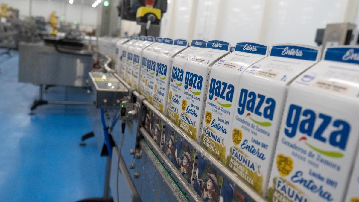 Cadena de producción en la fábrica de Leche Gaza en Coreses.