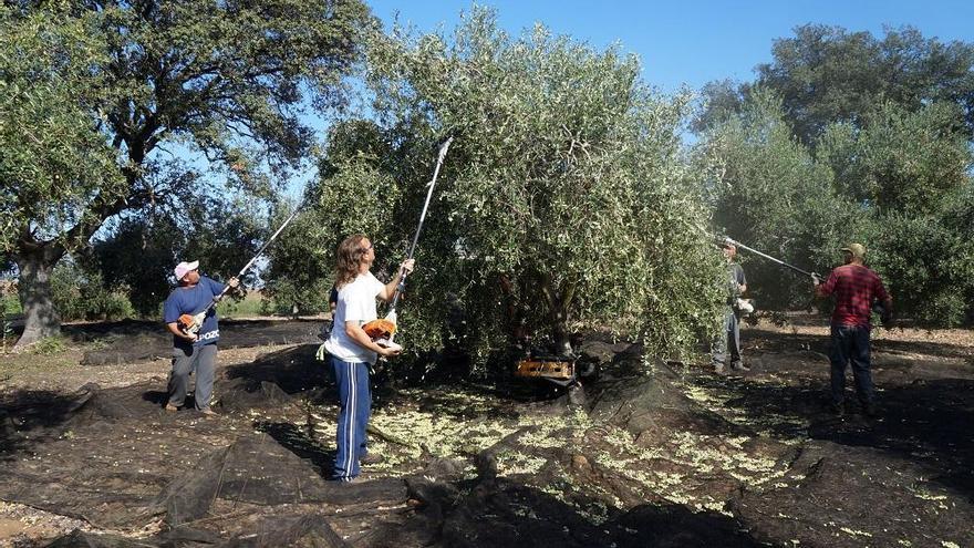 Las cooperativas auguran una caída del 40% en la producción de aceite en la provincia