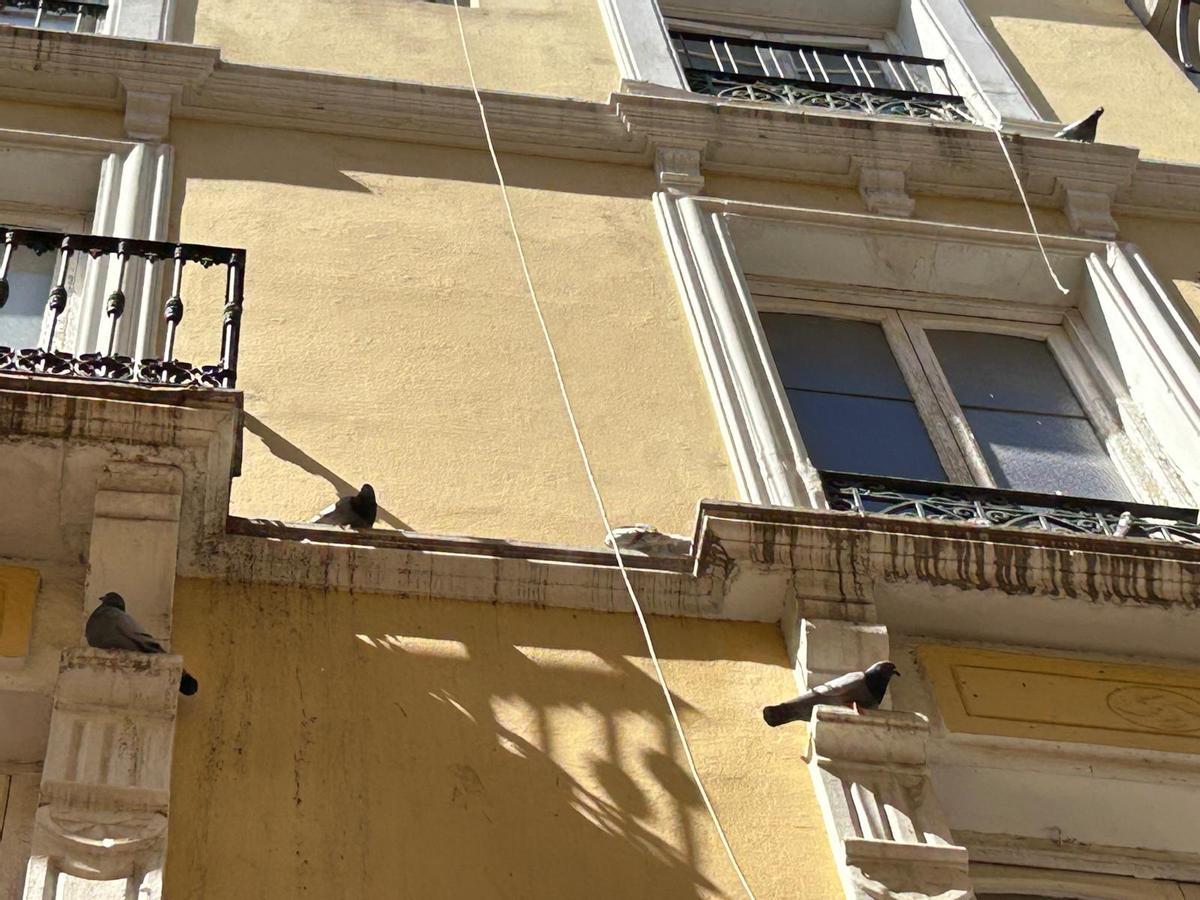 Fotogalería | Los vecinos del Casco Antiguo de Badajoz se quejan de las palomas
