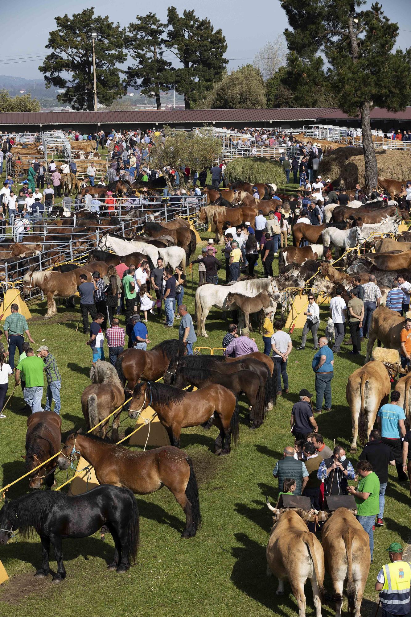 Lleno total por San Isidro en Llanera: estas son las mejores imágenes de la feria de ganado