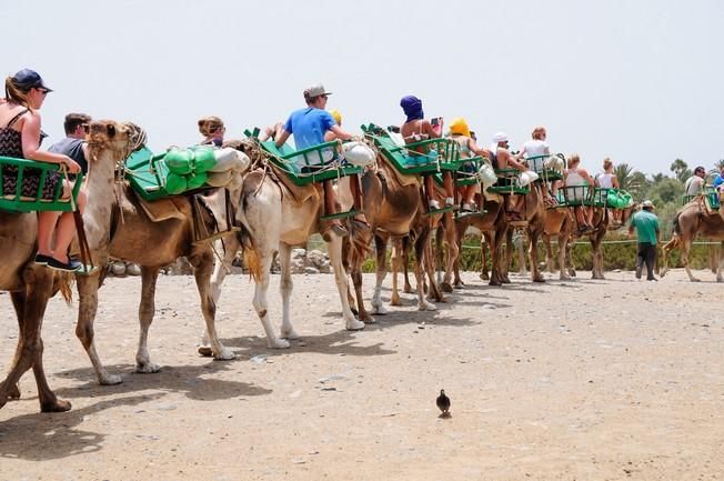 Reportaje excursiones con camellos en las Dunas ...