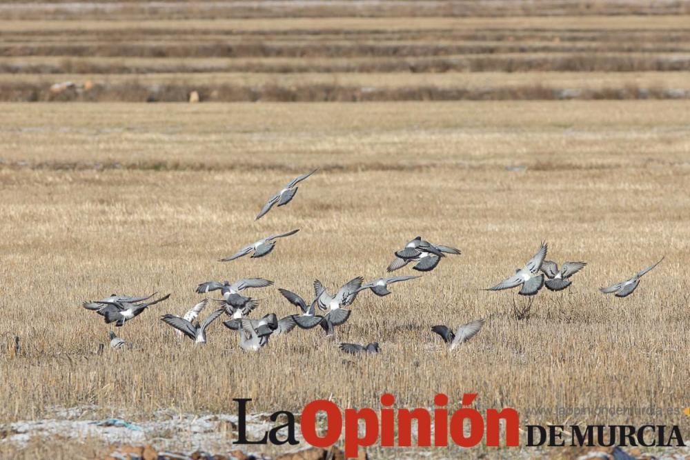 La nieve llega a las pedanías de la comarca del No