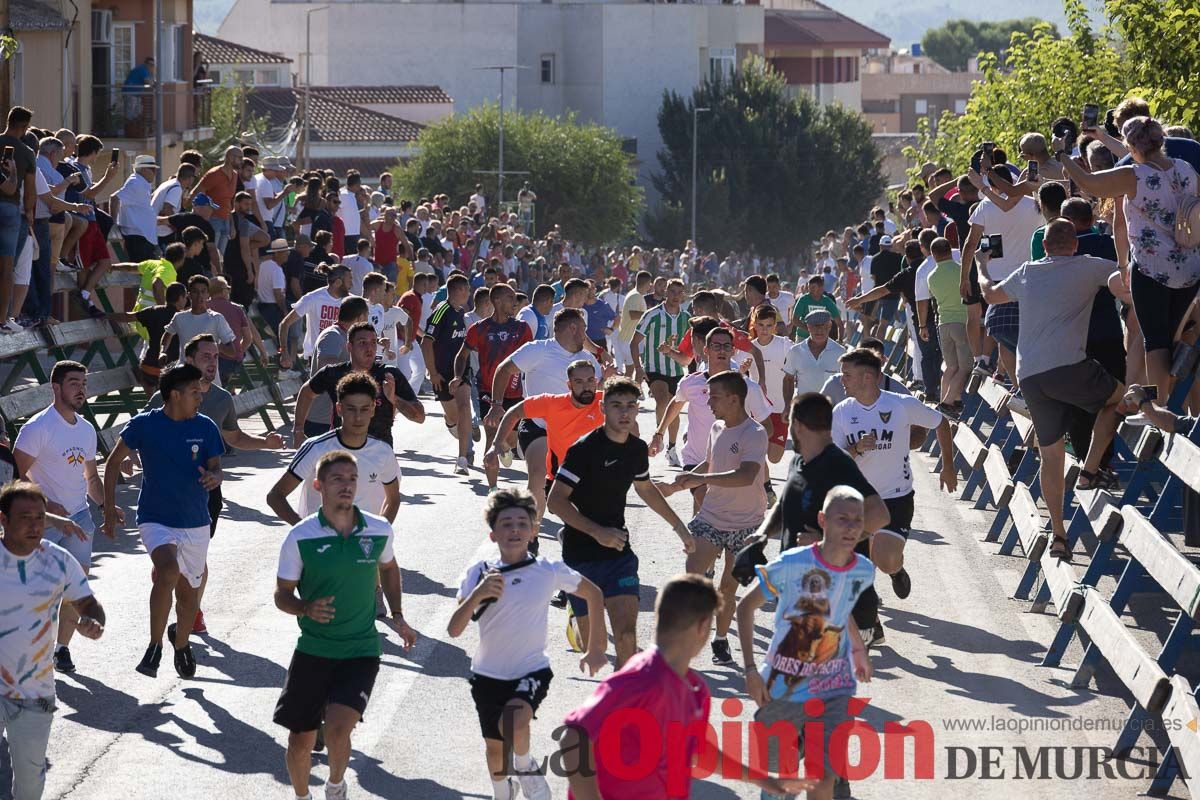 Cuarto encierro Feria del Arroz de Calasparra