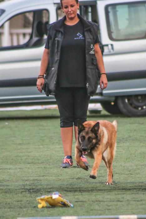 Carrera de burros y asnos y exhibición canina en D