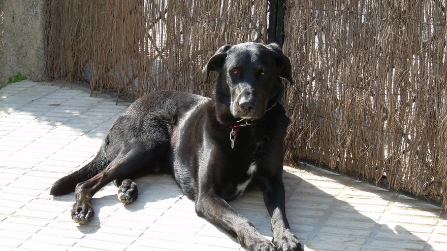 Mann erschießt jungen Hund auf Mallorca - Haftstrafe
