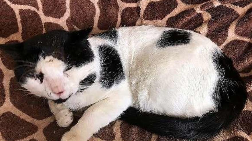 El pequeño &quot;Oreo&quot;, en su casa, recuperándose de las lesiones.