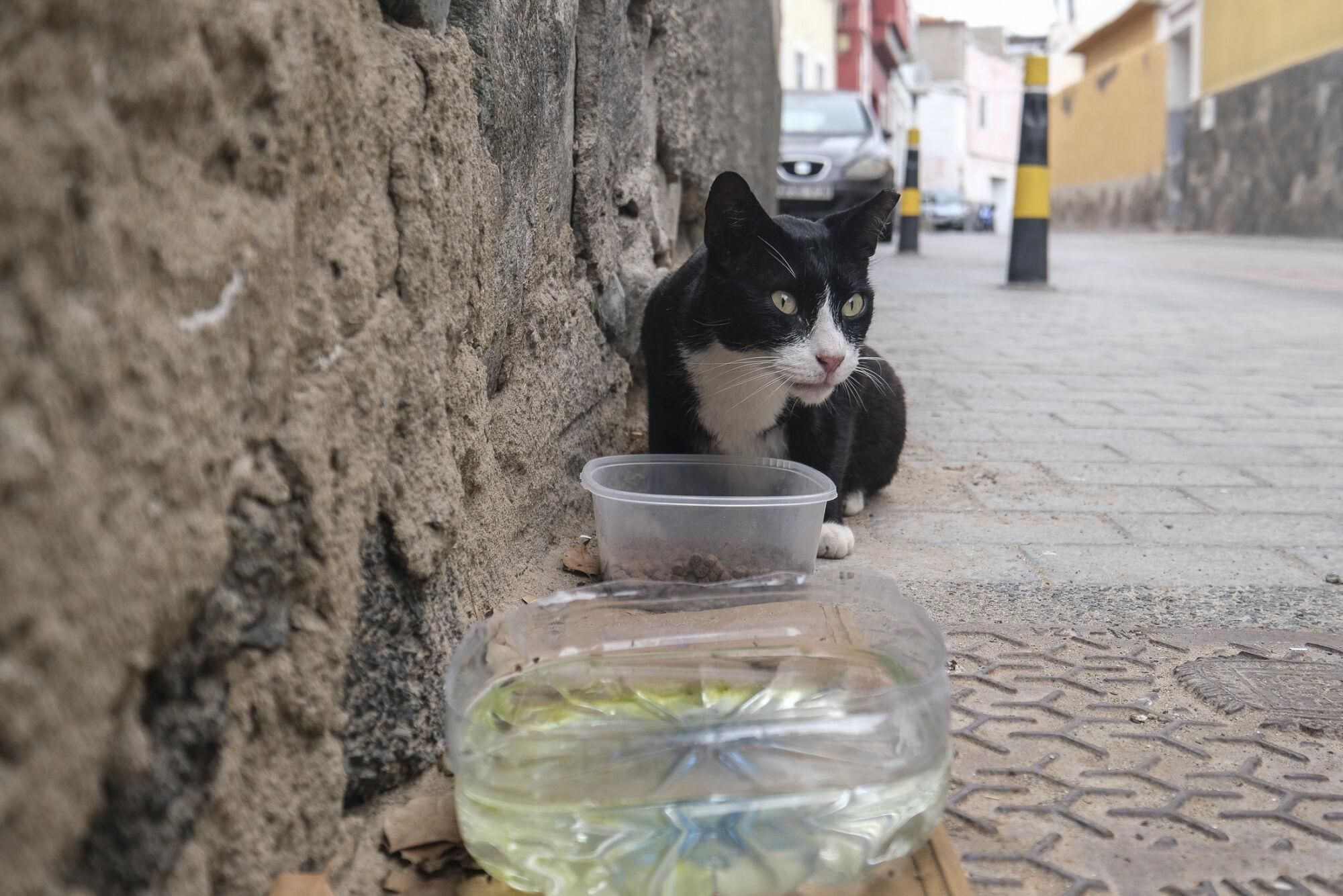 Suelta de gatos castrados en El Risco de San Nicolás