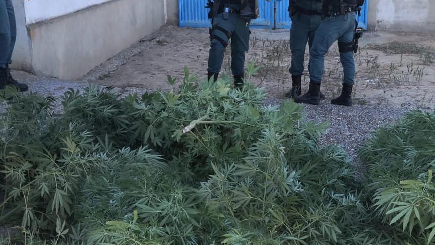 Plantas de marihuana halladas en la comarca de Toro.
