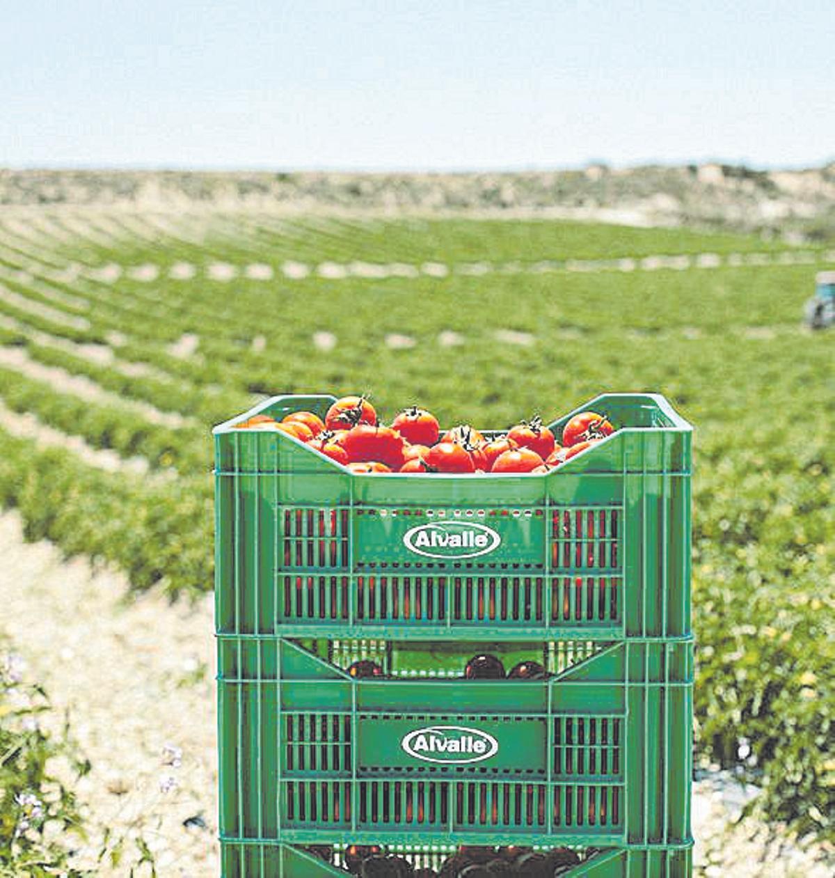 Cajas con tomates