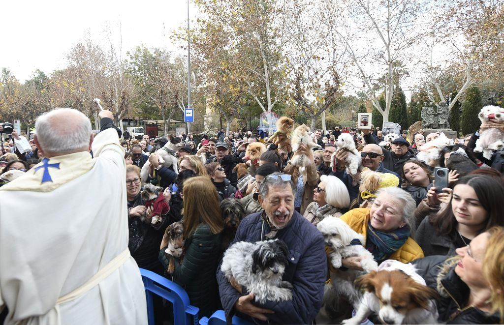 Así ha sido la bendición de animales por San Antón en Murcia
