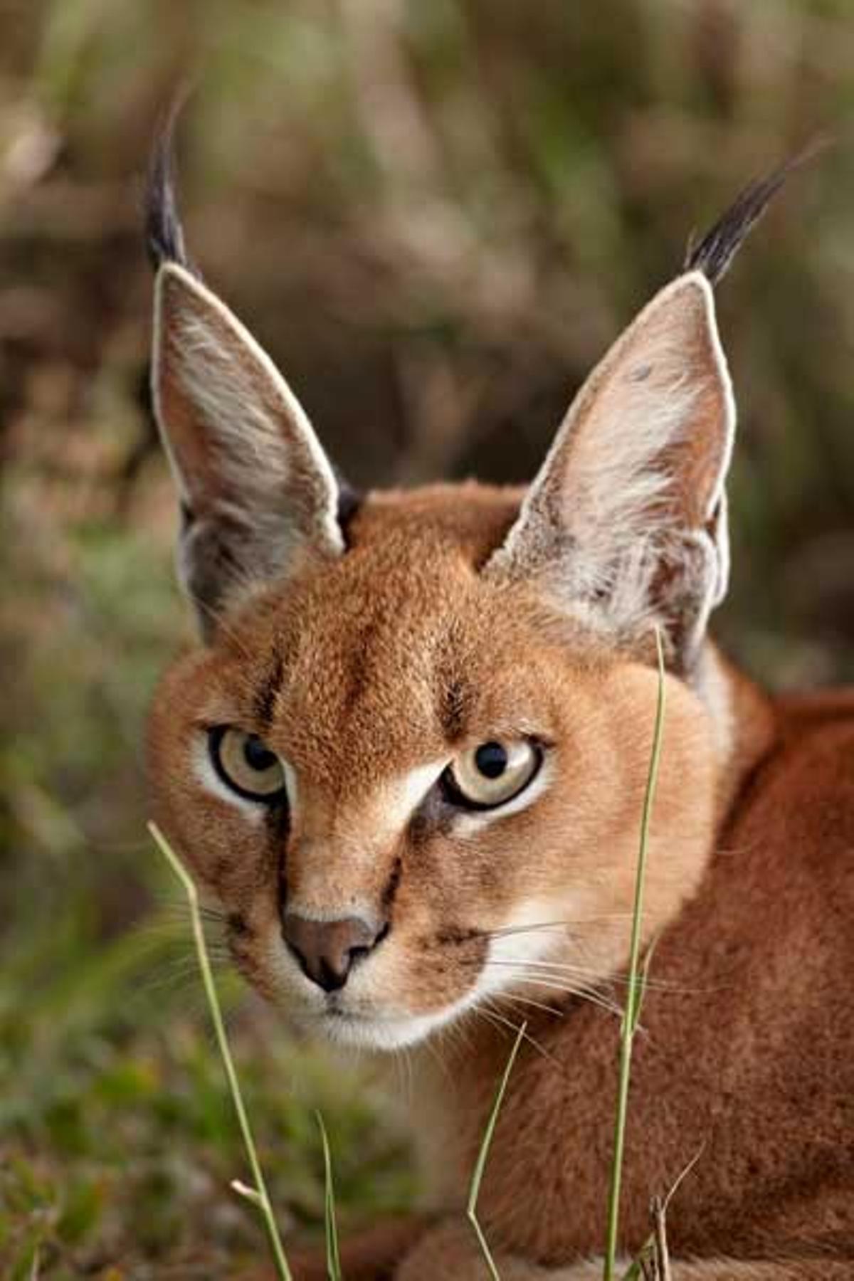 Caracal en el Parque Nacional del Serengeti en Tanzania.