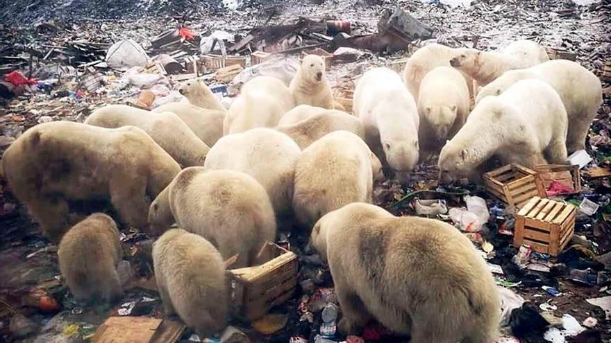 Un grupo de osos polares en una localidad habitada de este archipiélago ruso.