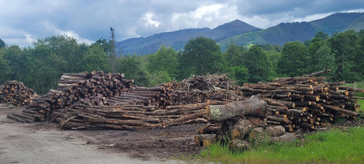 Troncos apilados
