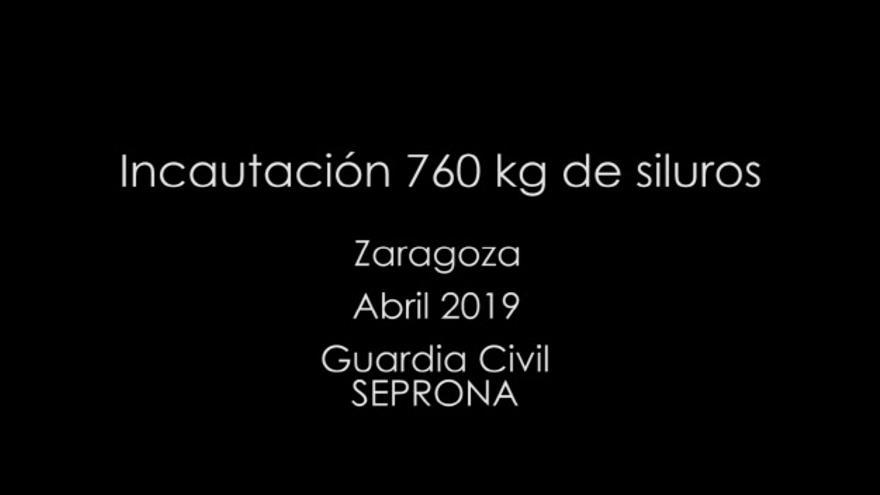 Incautados 761 kg de siluros y carpas