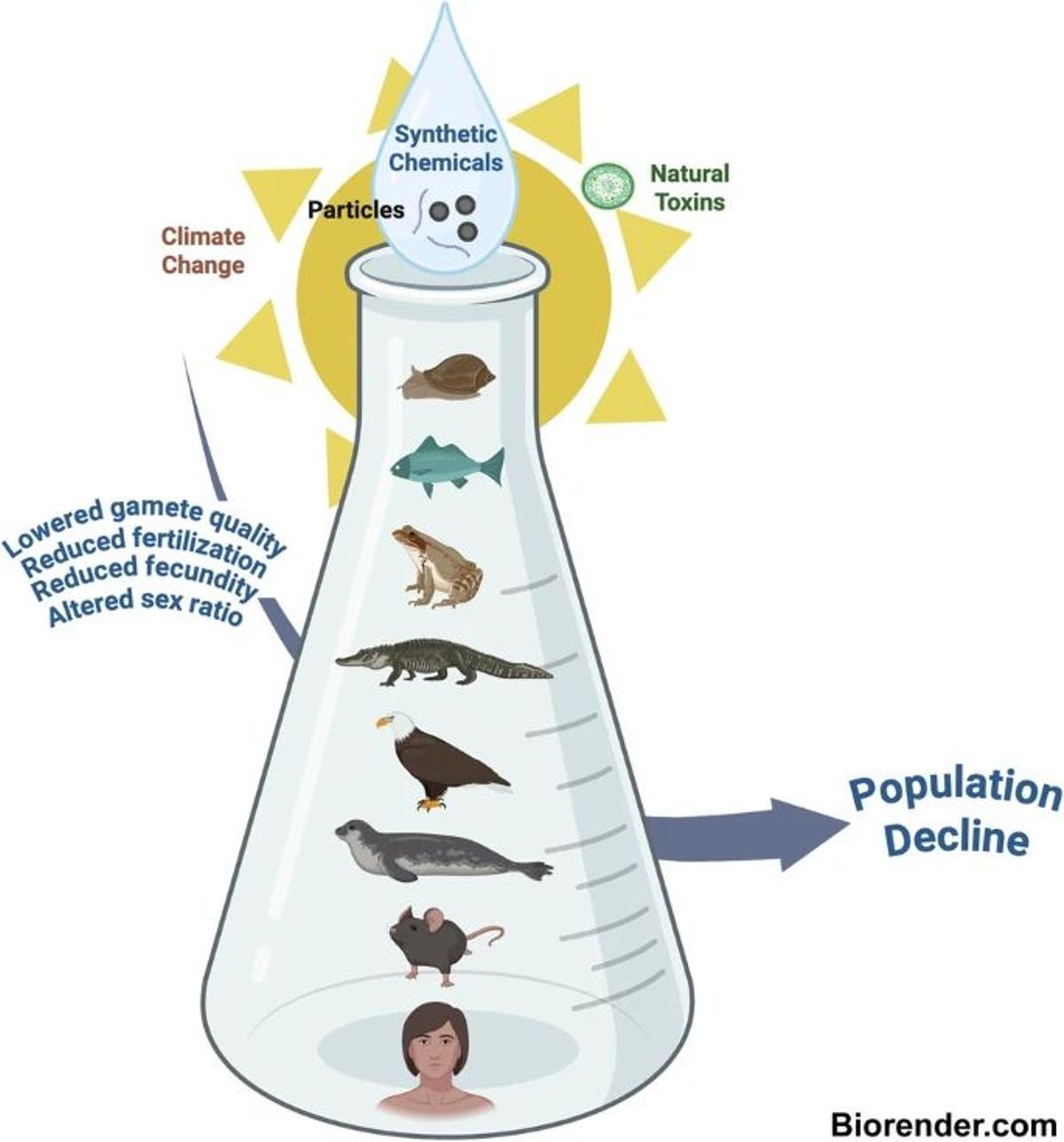 Los químicos sintéticos y el cambio climático combinados reducen la fertilidad de los animales