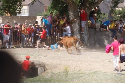 Suelta de vaquillas en las fiestas de La Visitación en Fuentesaúco