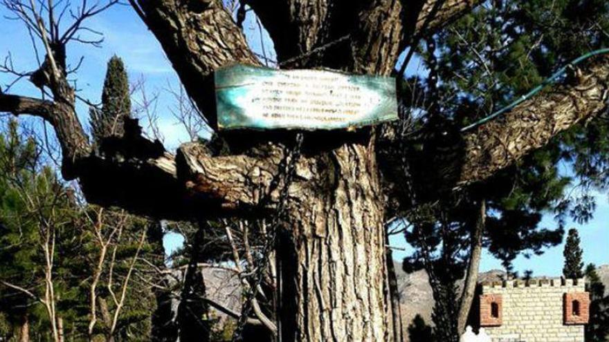 Un árbol de Pakistán lleva detenido 118 años