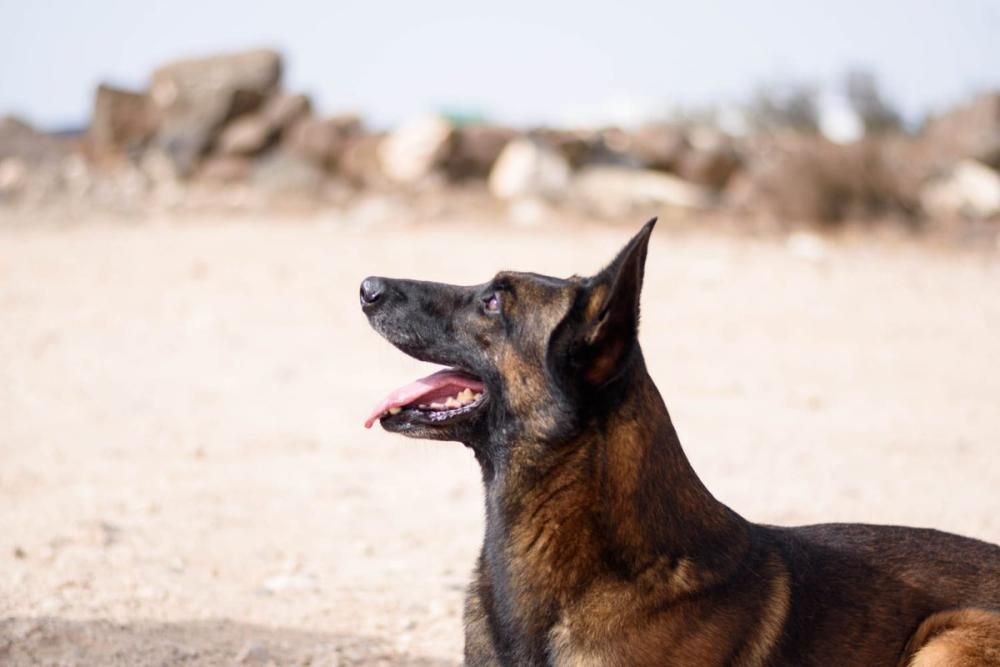 Perro policía jubilado busca hogar en Canarias