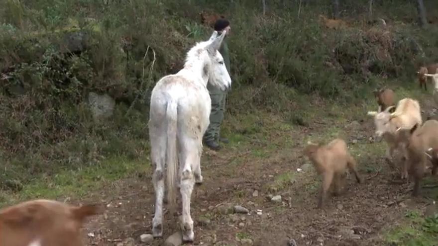 Felipe, el burro pastor