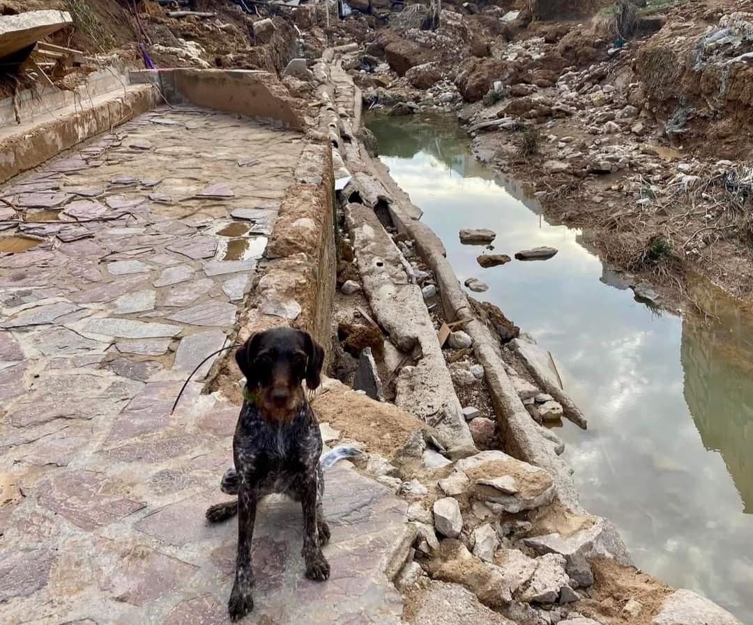 Así trabaja la Unidad Canina de Rescate del Principado de Asturias en Valencia