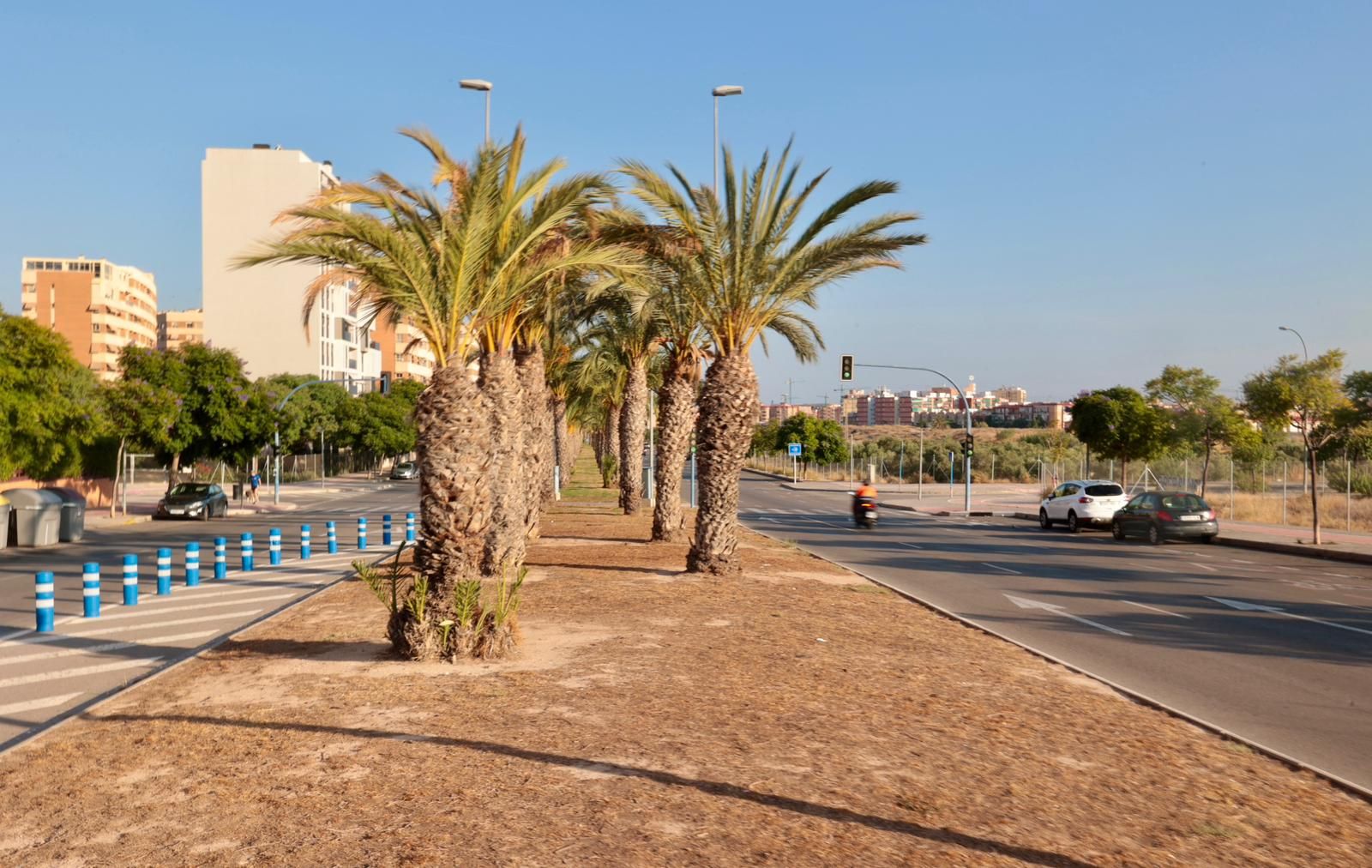 Así están las zonas verdes del PAU 1 en Alicante