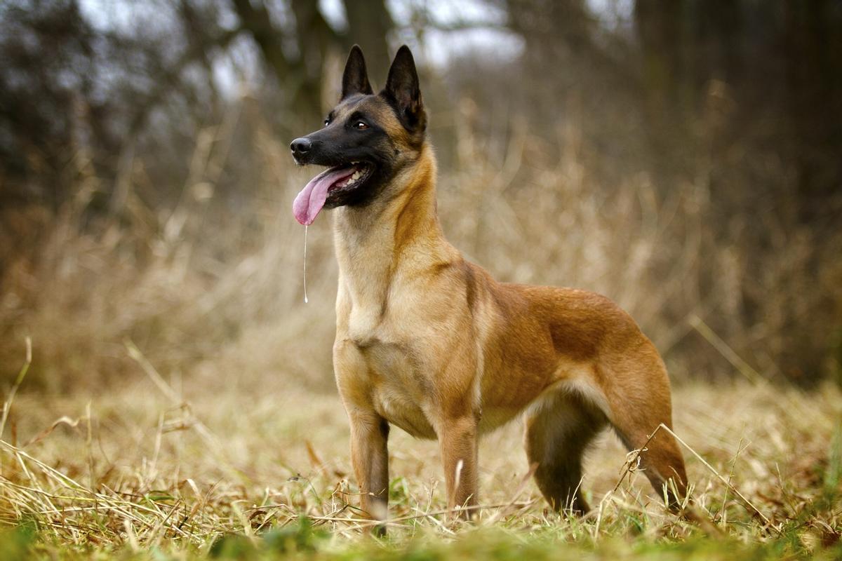 Un ejemplar de Malinois belga