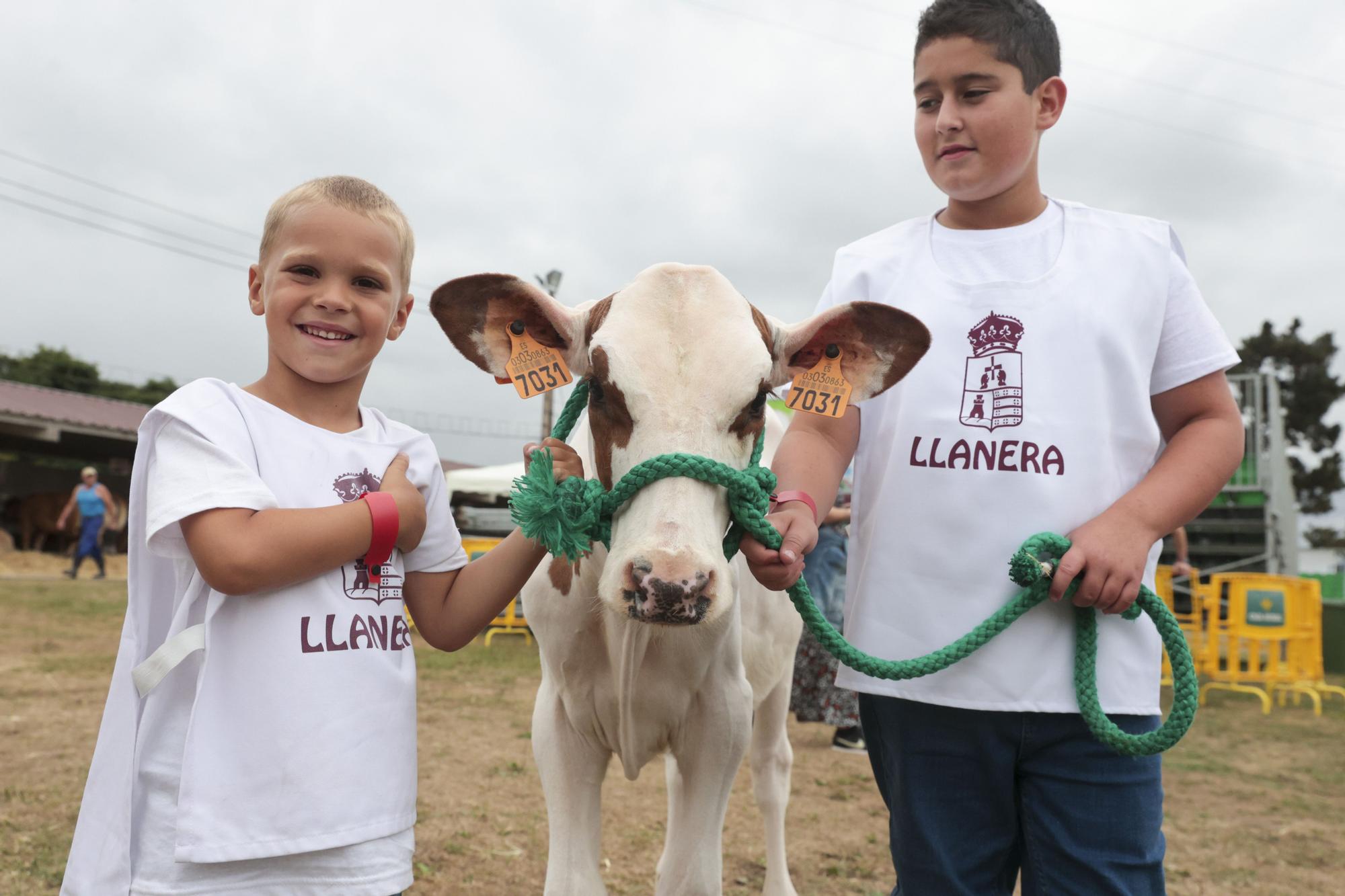 Los jóvenes de Llanera aprenden a manejar el ganado