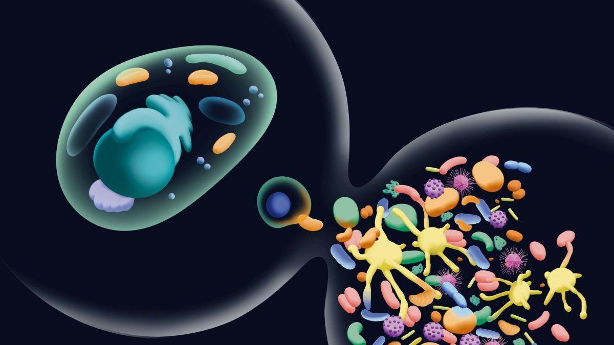 Un proceso dilatado y gradual de intercambios entre microorganismos habría sido el origen de las células eucariotas, según concluye un estudio español.