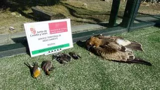 Pistas de pádel, trampas mortales para los pájaros