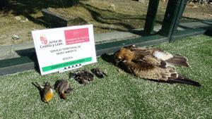 Aves muertas al estrellarse contra la cristalera de una pista de pádel.