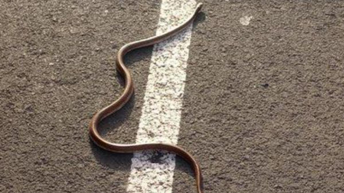 Graban a una culebra mientras devora a un lagarto en Gran Canaria