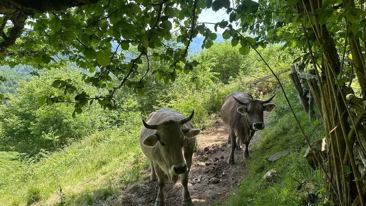 Asturias encadena cinco días de calor que ya estresa hasta a las vacas (que están produciendo menos leche)