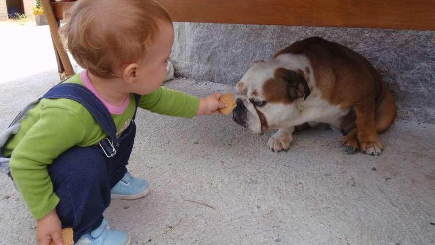 Un niño le ofrece una gallega a su perro.