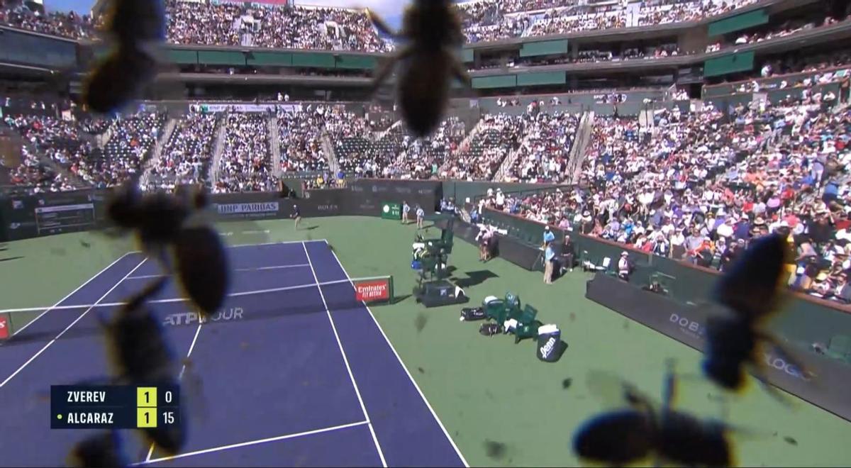 Tenis Zverev Alcaraz de cuartos de final de Indian Wells, en