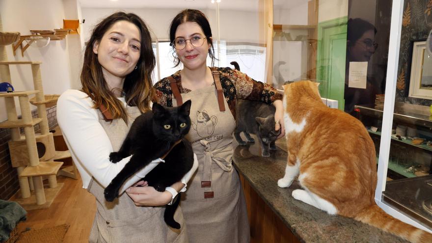 La moda internacional del “cat café” se estrena en Vigo