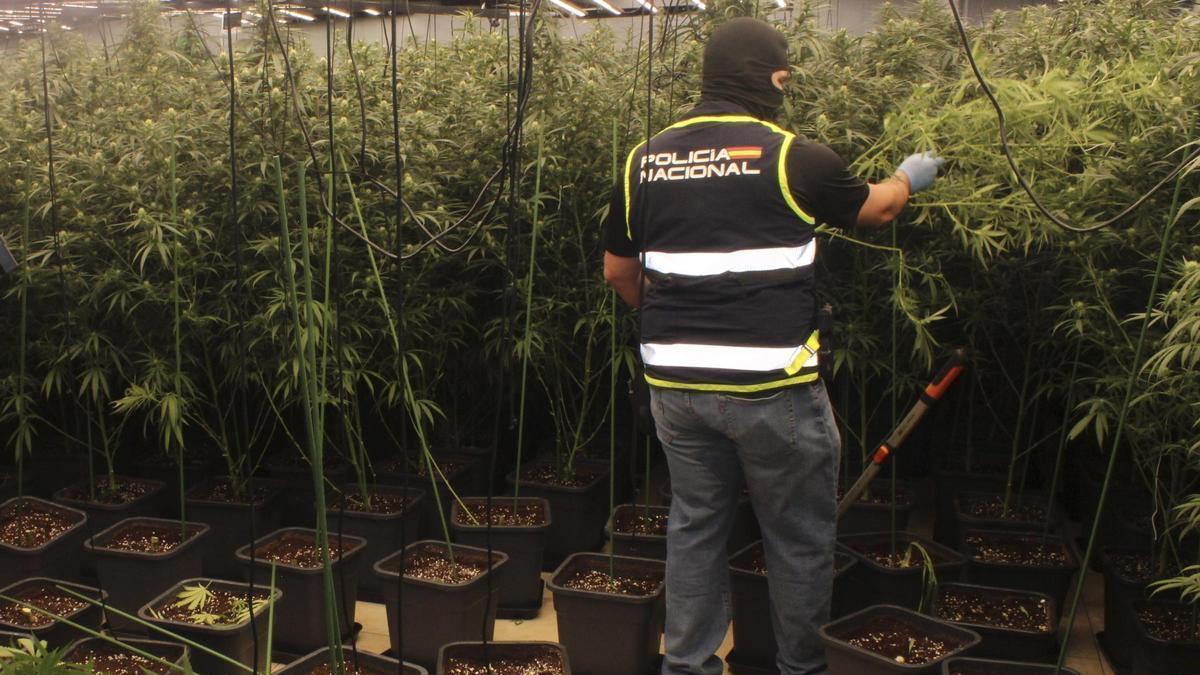 Desmantelan una plantación ‘indoor’ con 744 plantas de marihuana en una vivienda de El Esparragal