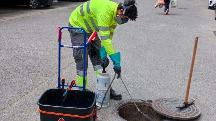 Refuerzo de tratamientos para control de plagas en Paterna.