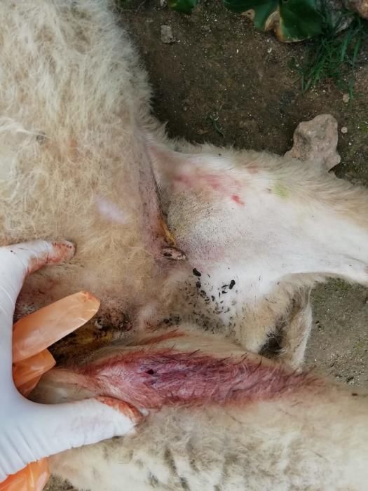 Siete ovejas muertas por un ataque de perros en Formentera