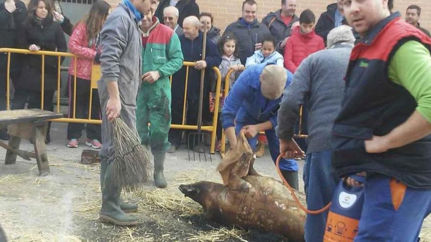 Matanza del cerdo organizada en Moraleja del Vino.