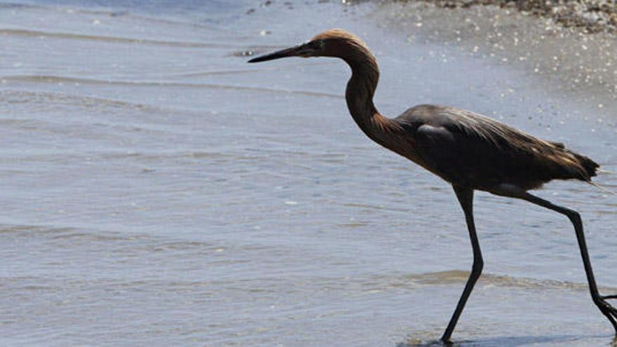 Vista de una garza sobre una playa contaminada por el crudo hoy, miércoles 14 de julio de 2010, en Grand Isle, Luisiana (EE.UU.).