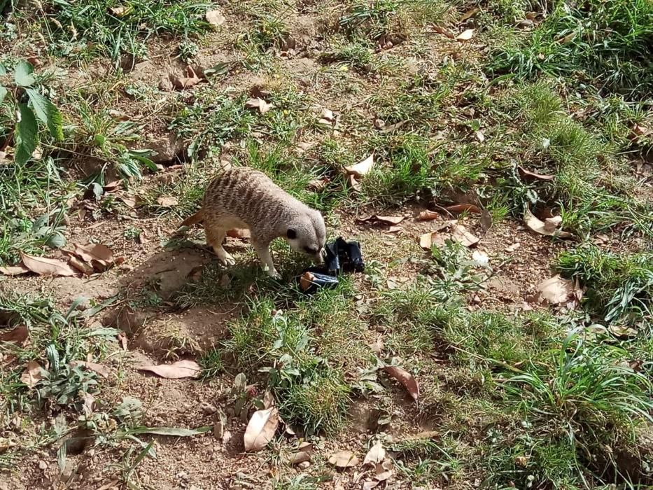 Una suricata dando cuenta de su helado