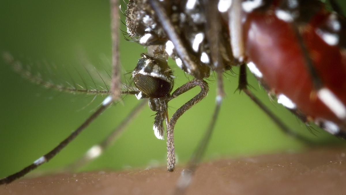 Mosquitos, los anímales más peligrosos para el ser humanos.